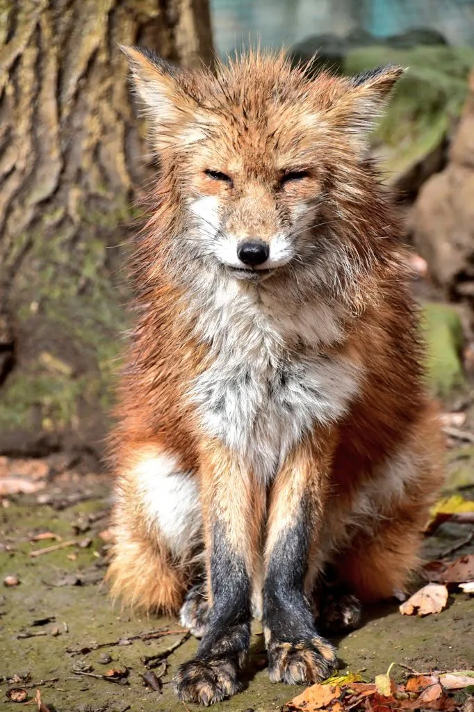 fox 101