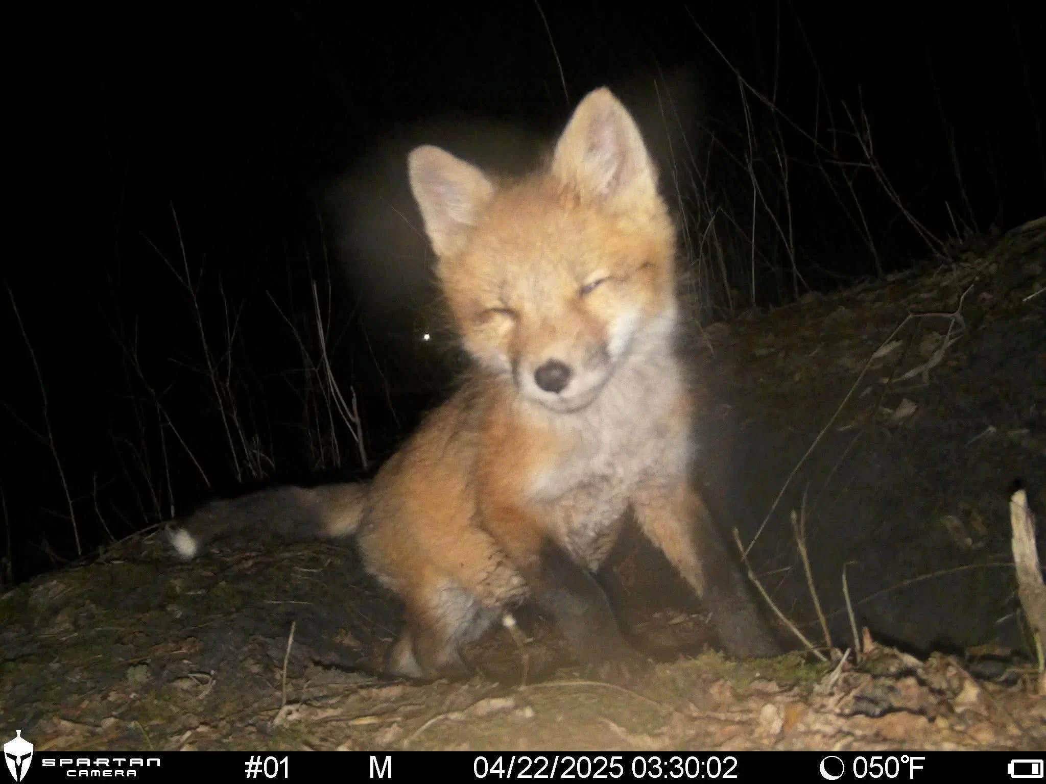 fox 103