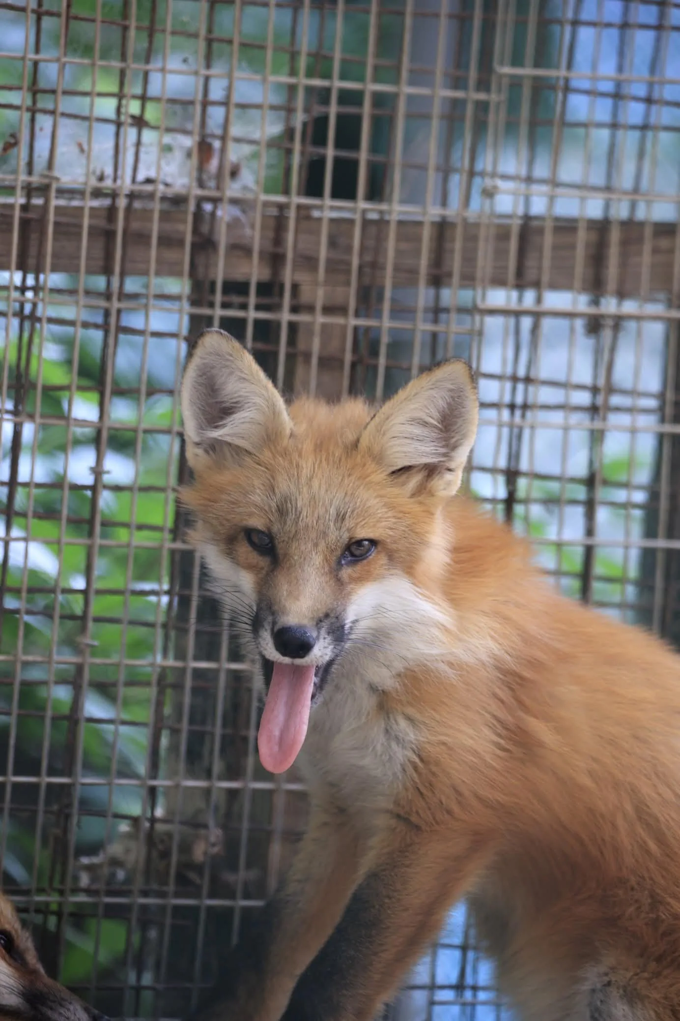 fox 104