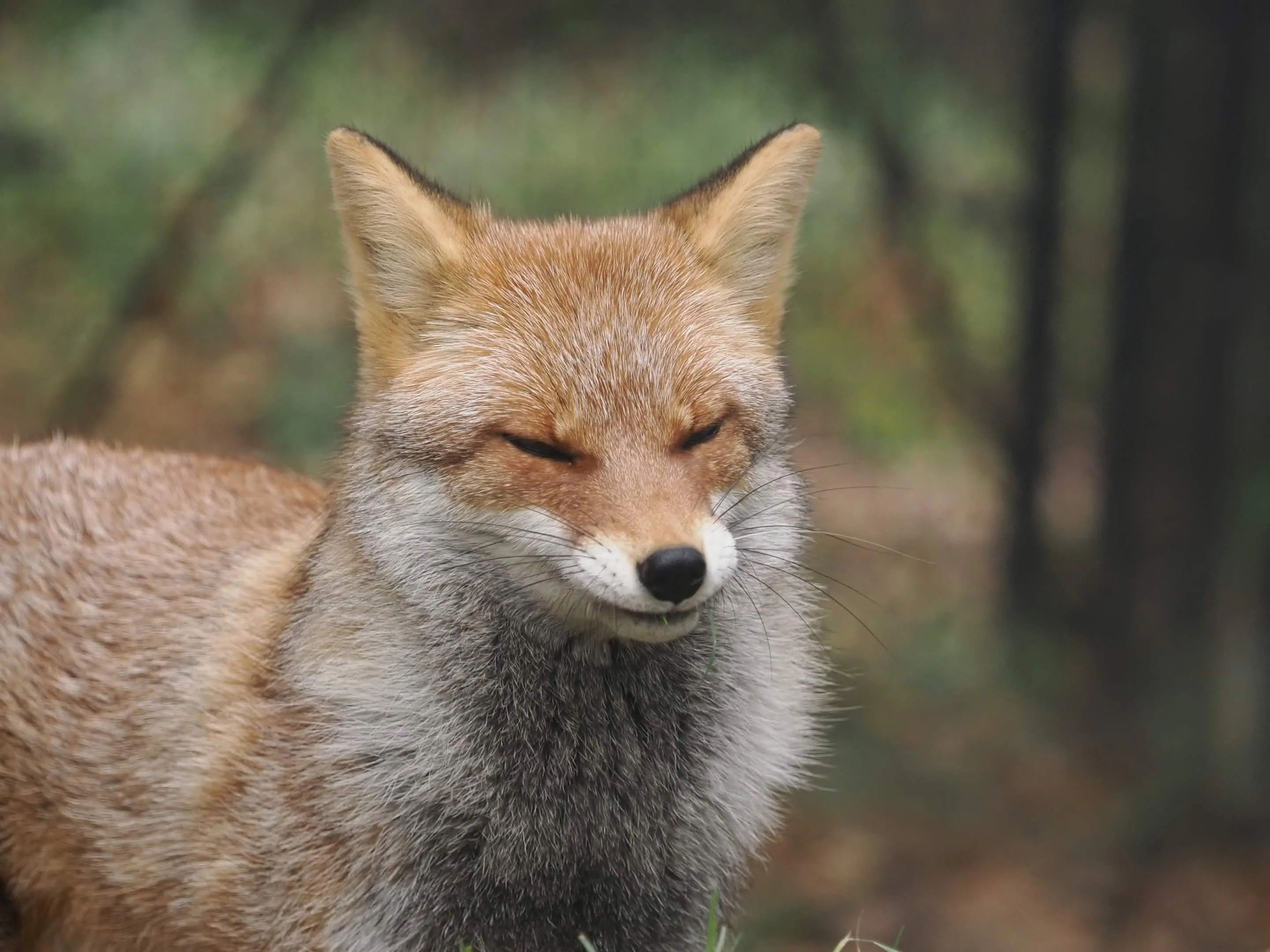 fox 105