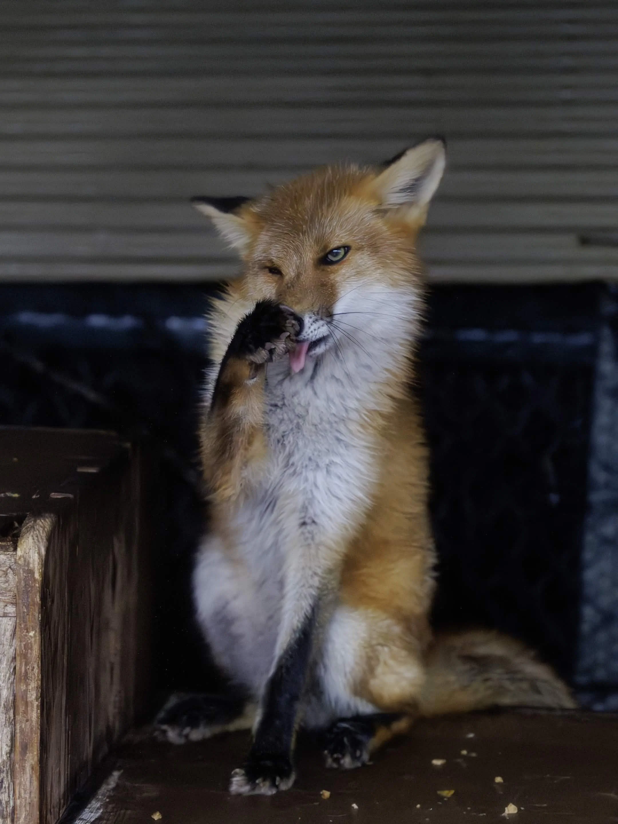 fox 106