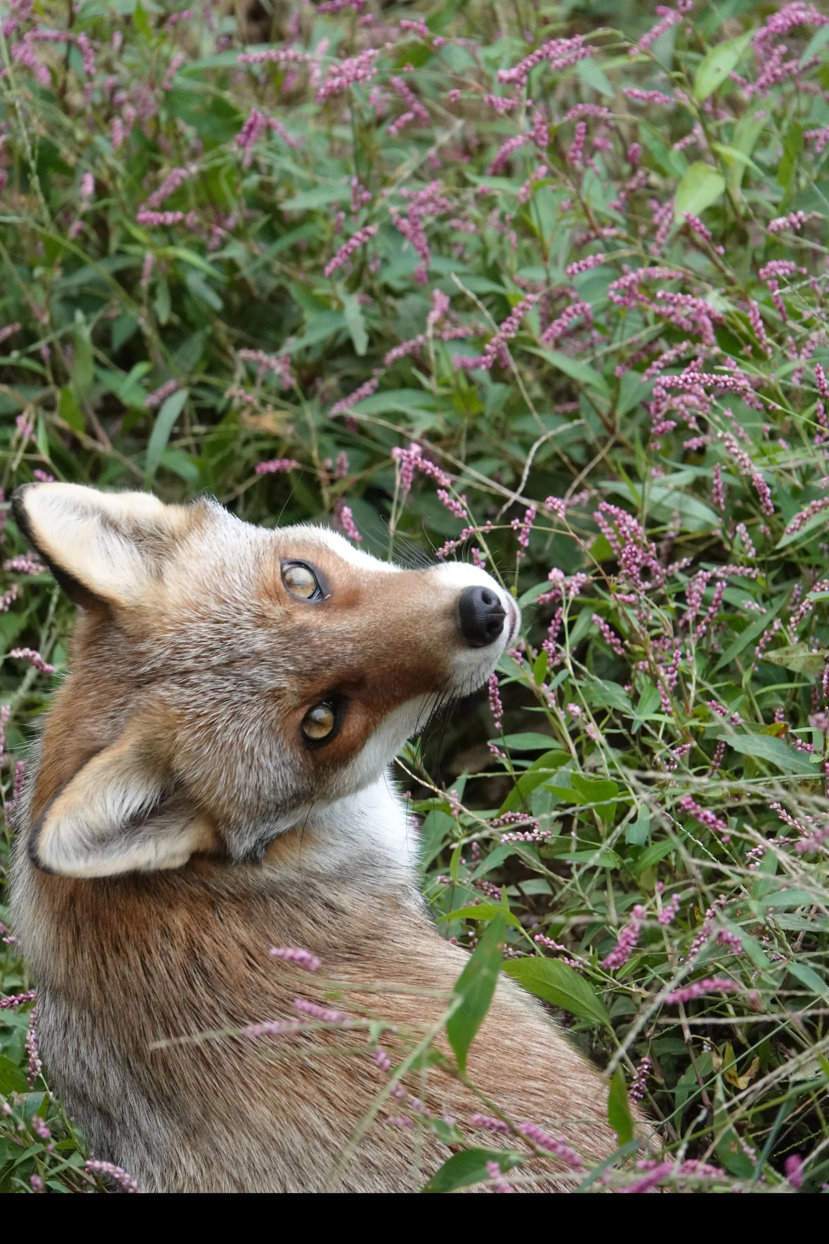 fox 107