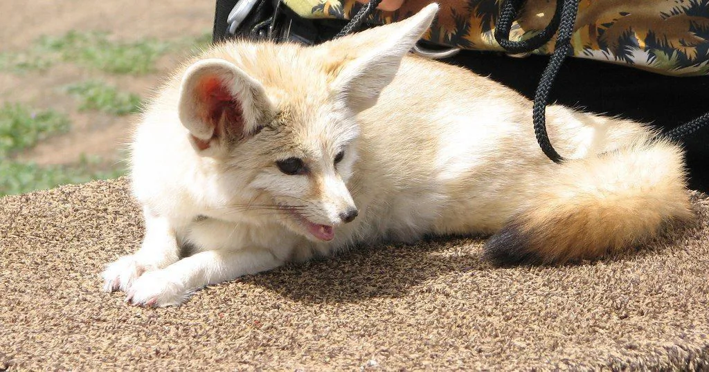 fox 13