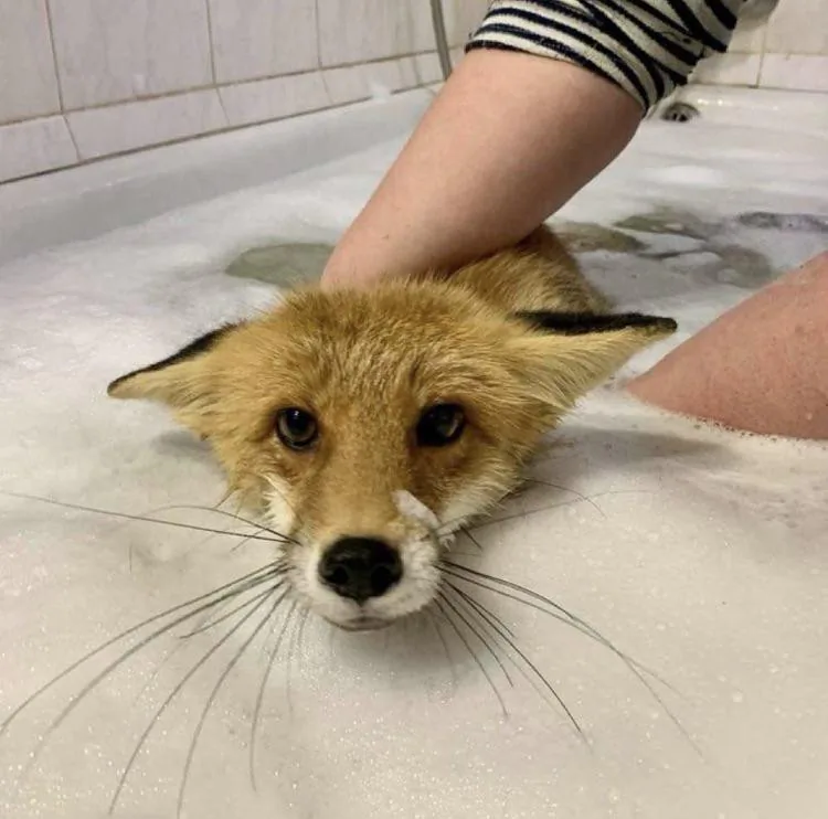 fox 18