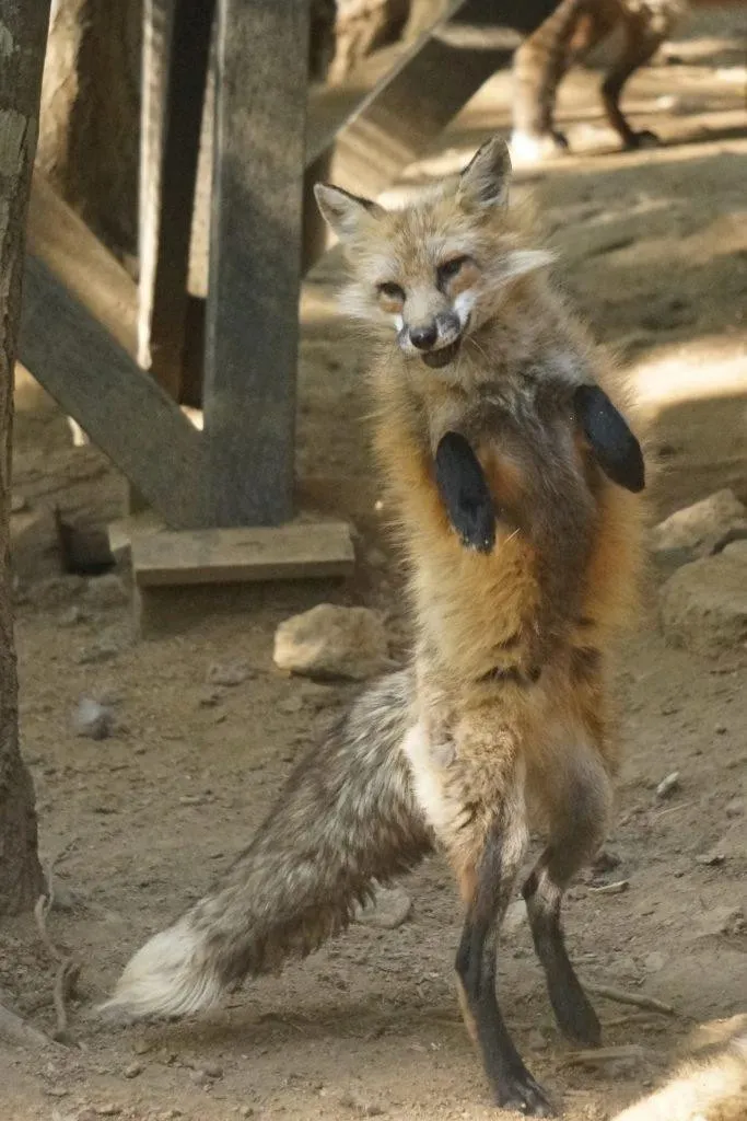 fox 25