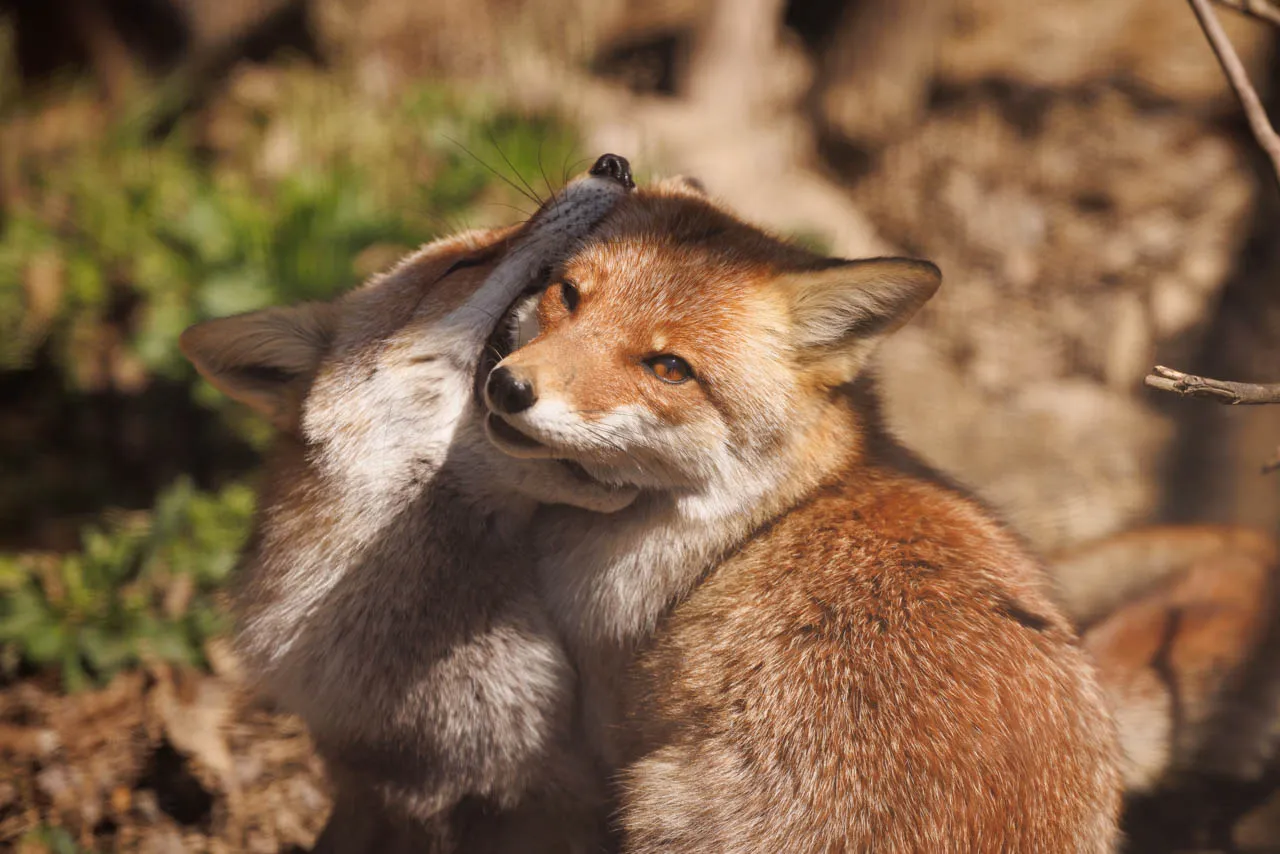 fox 26