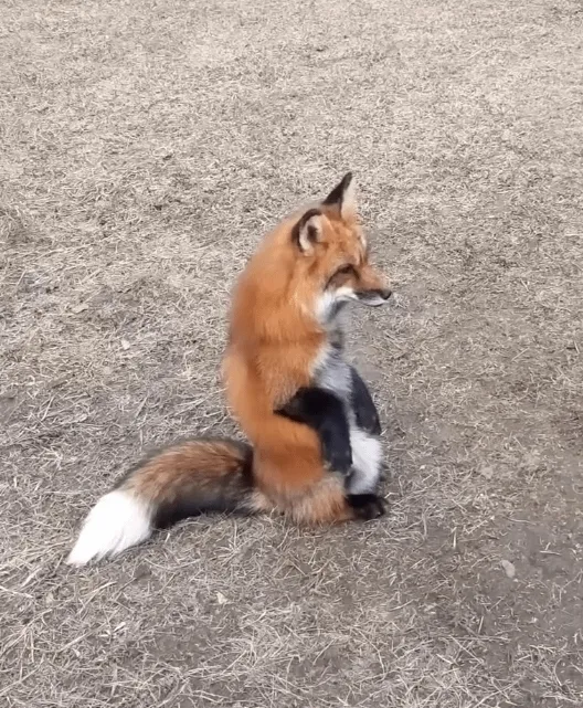 fox 27