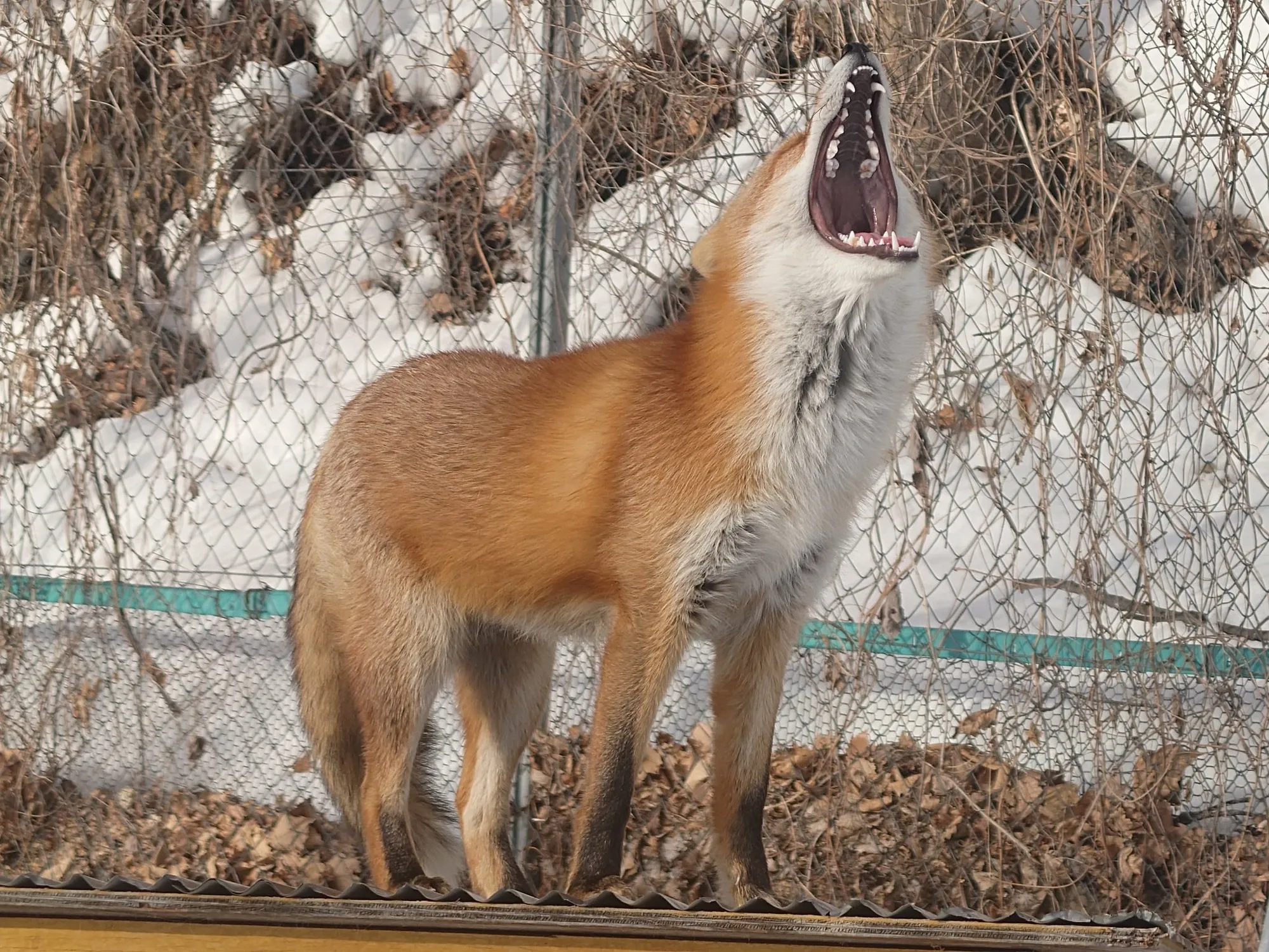 fox 29