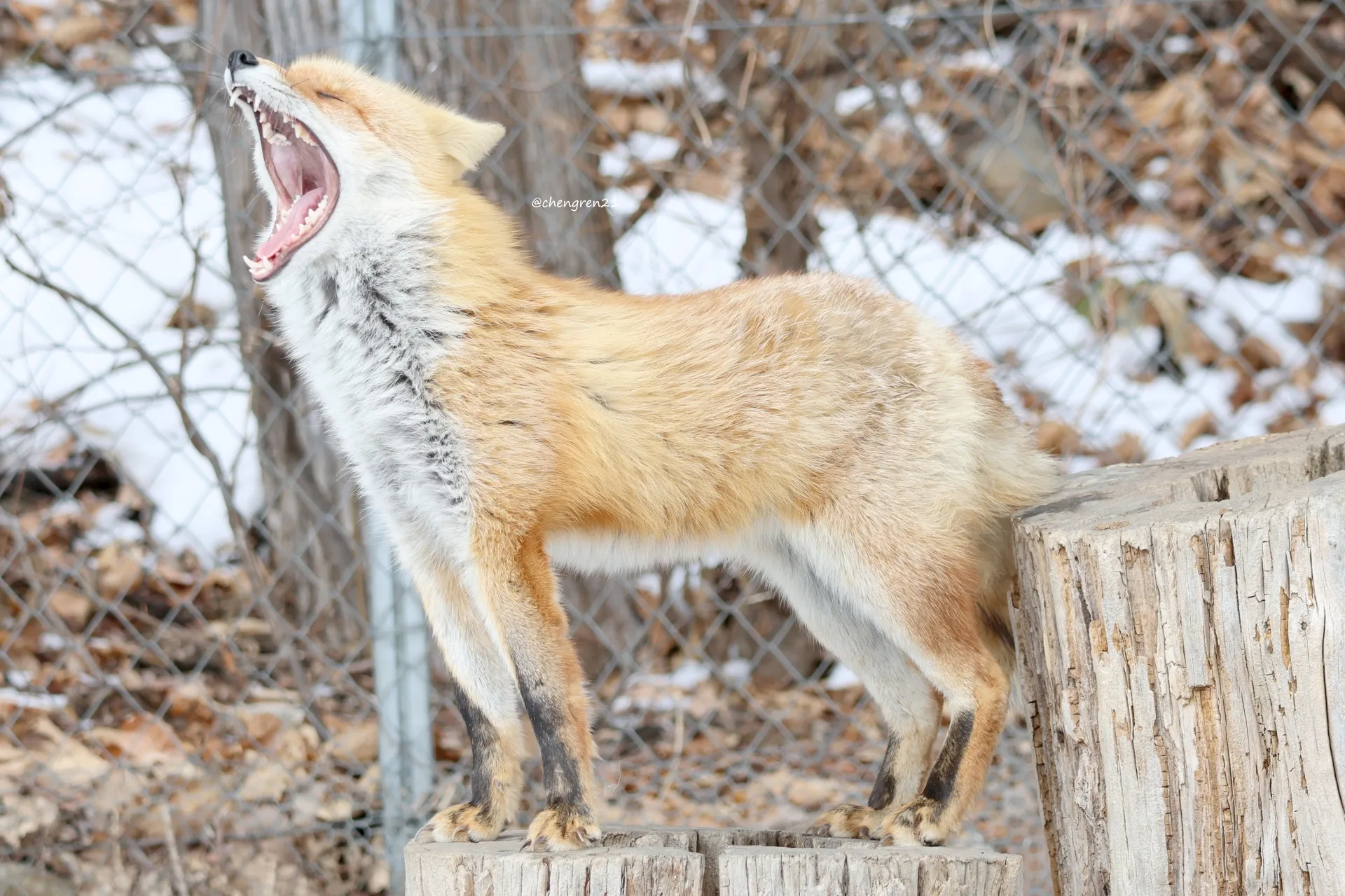 fox 30