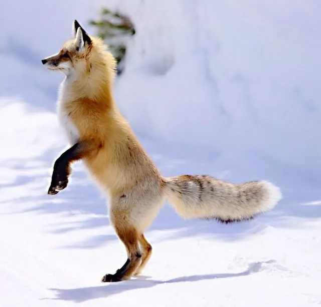 fox 31