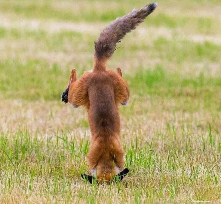 fox 32