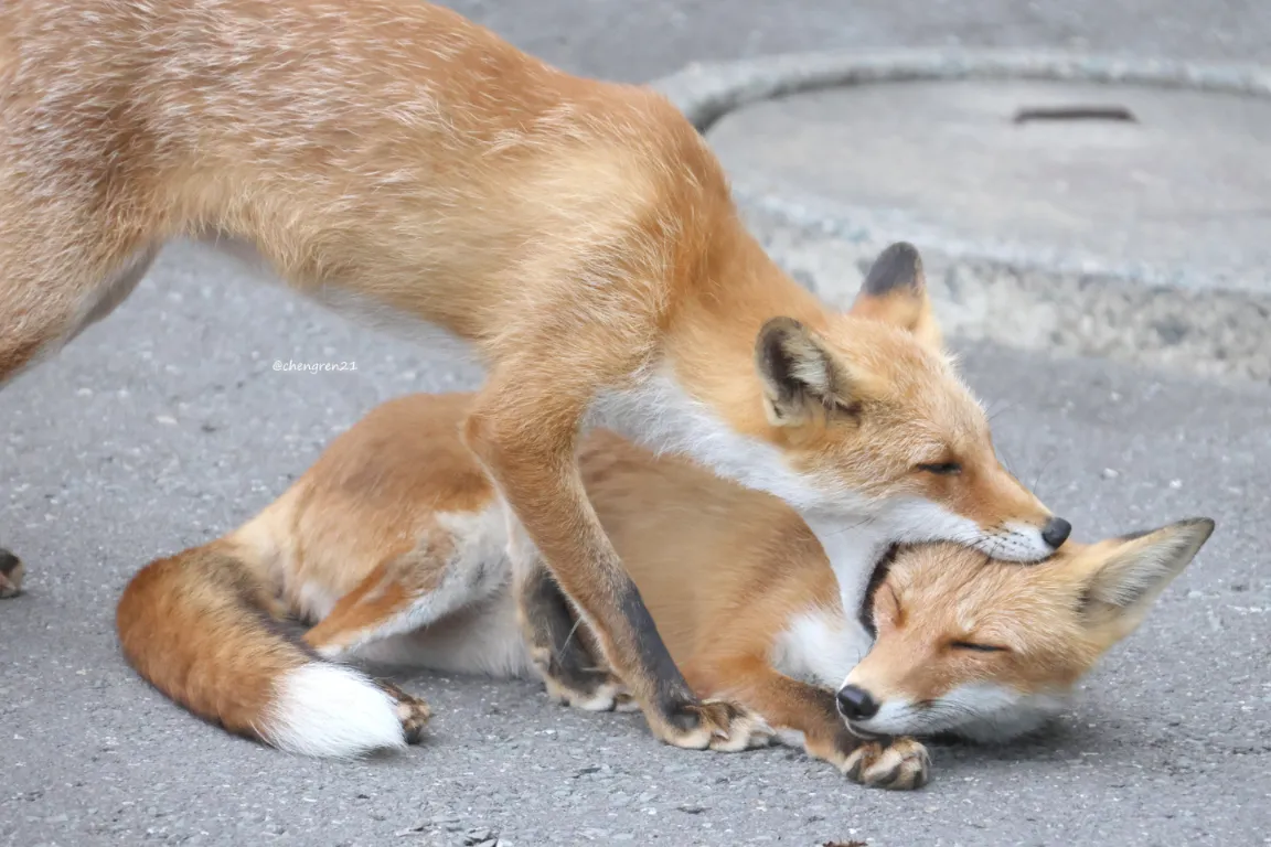 fox 34