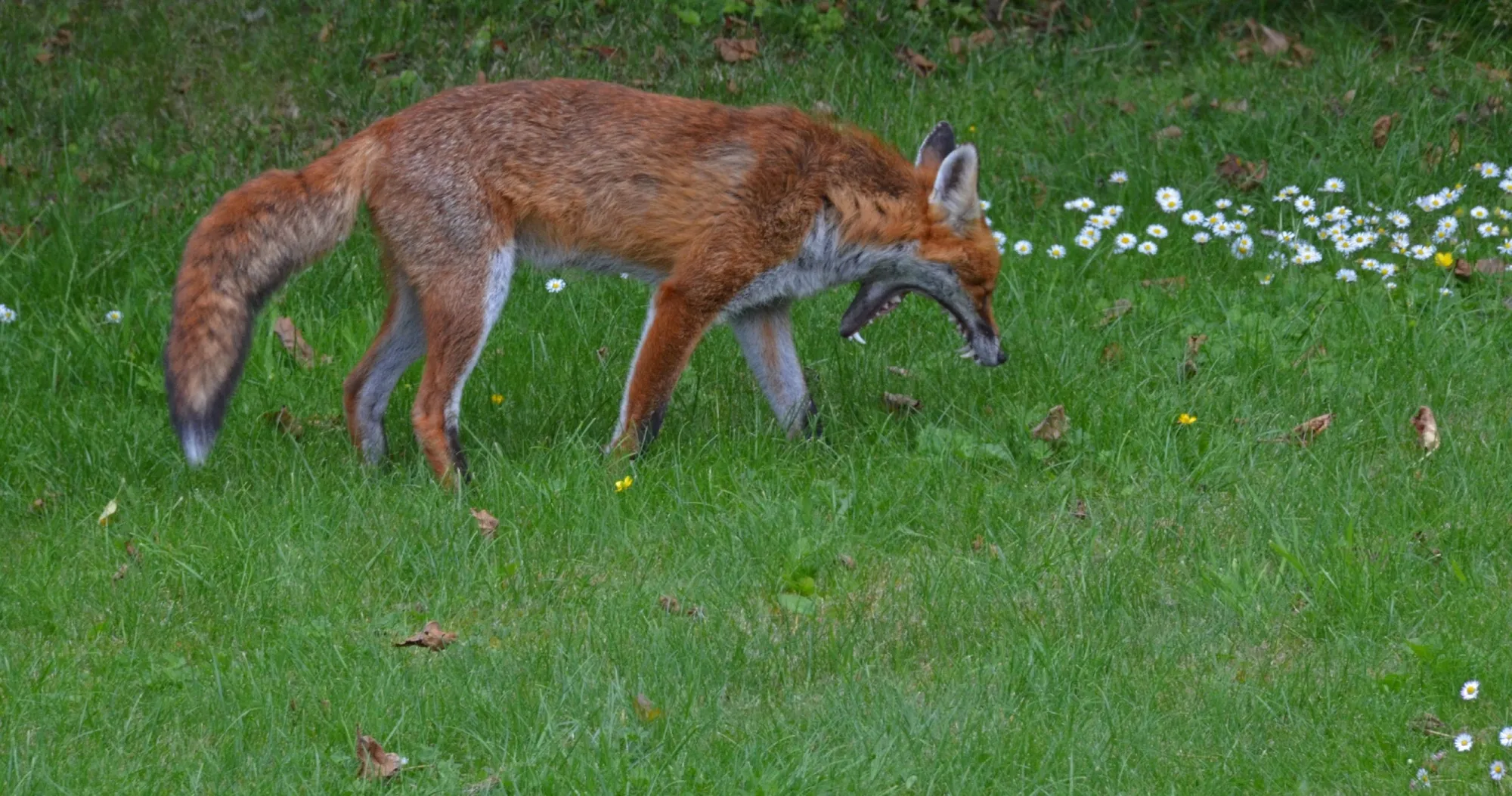 fox 36