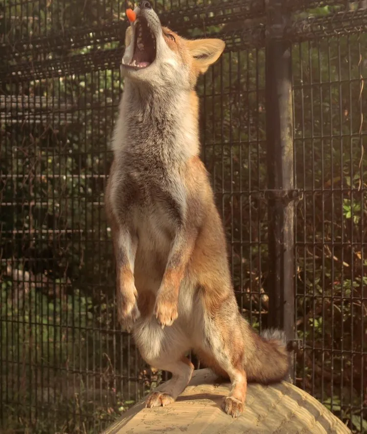 fox 37