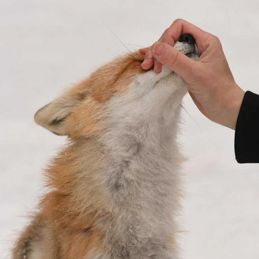 fox 4