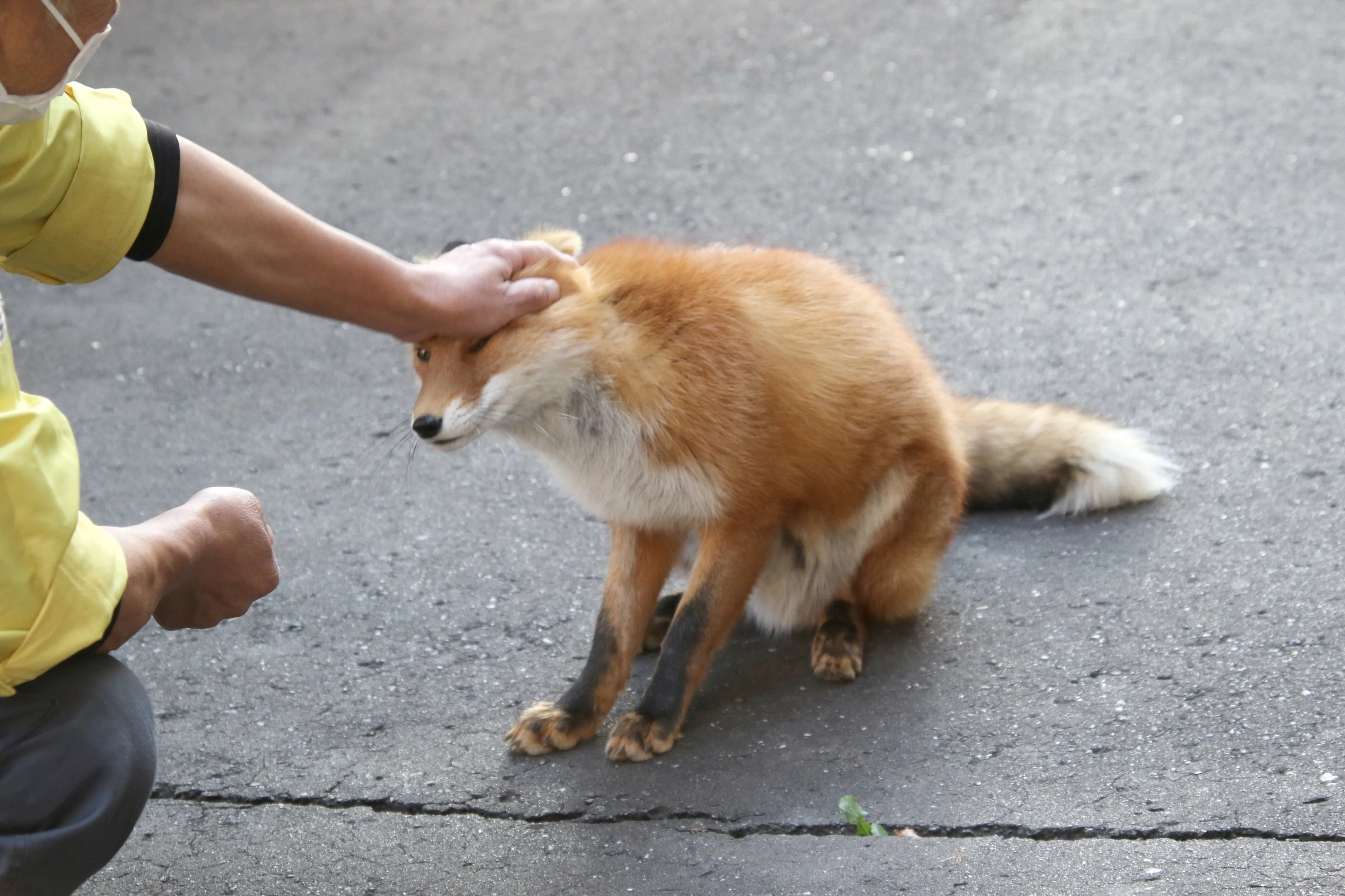 fox 40