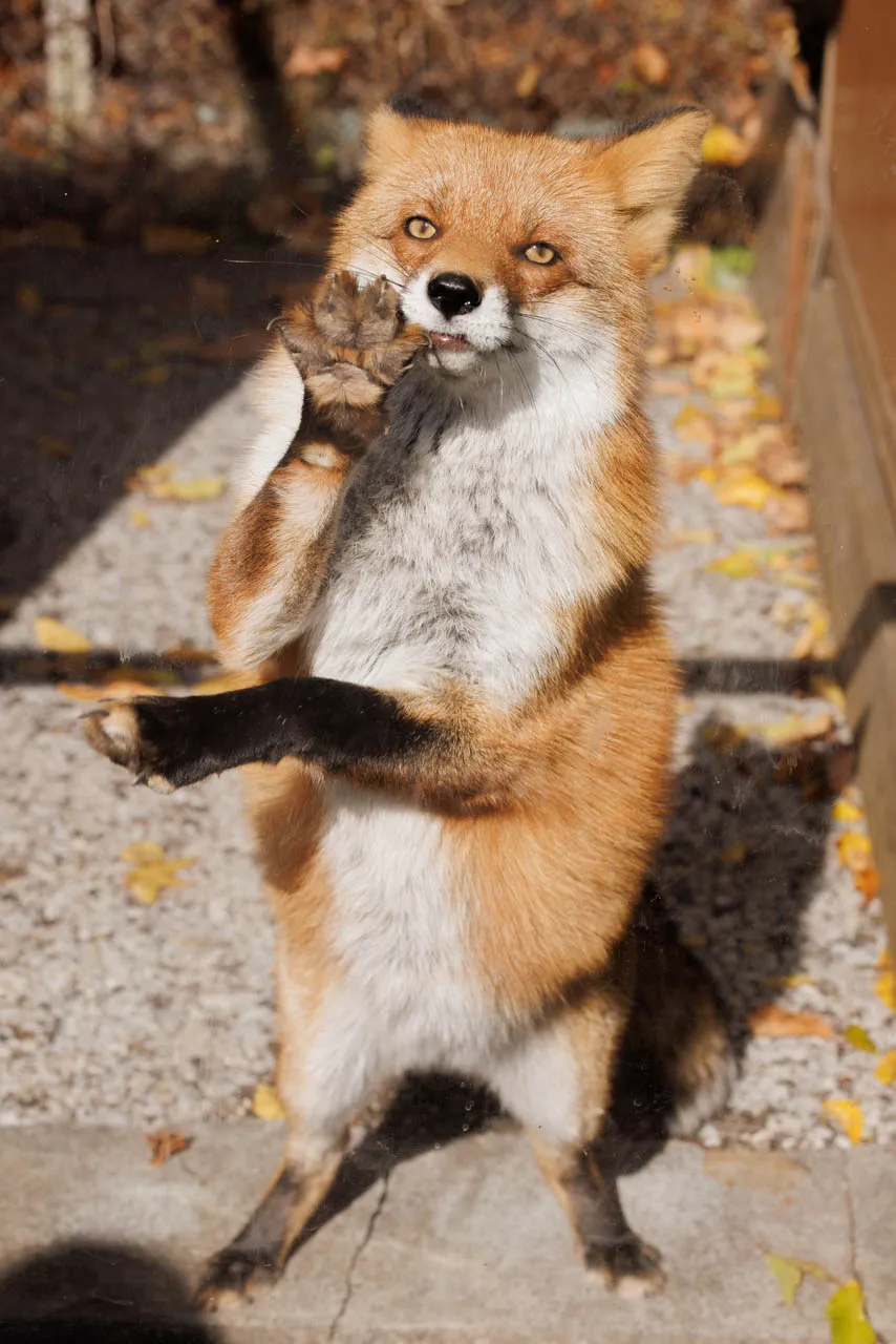 fox 41