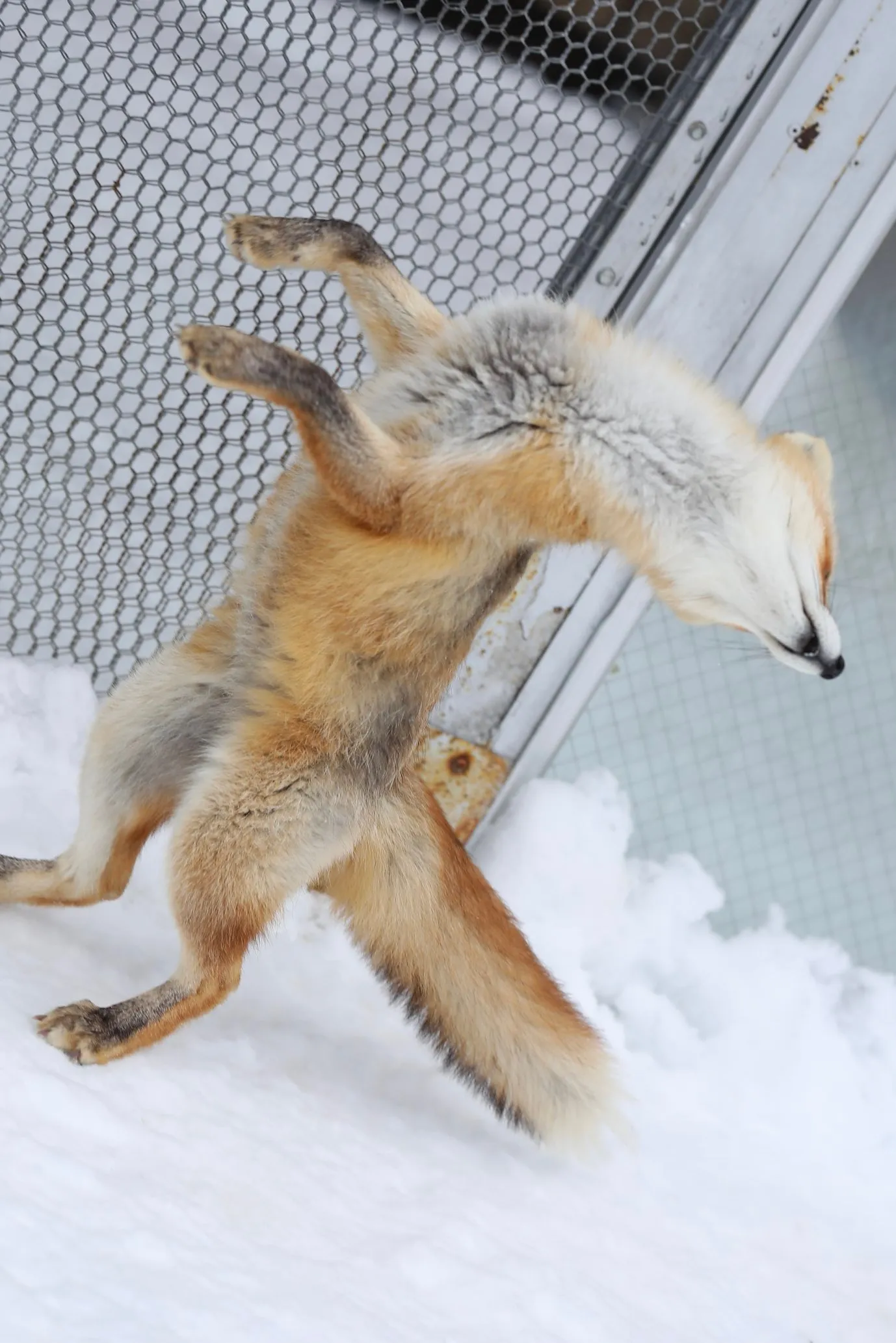 fox 42