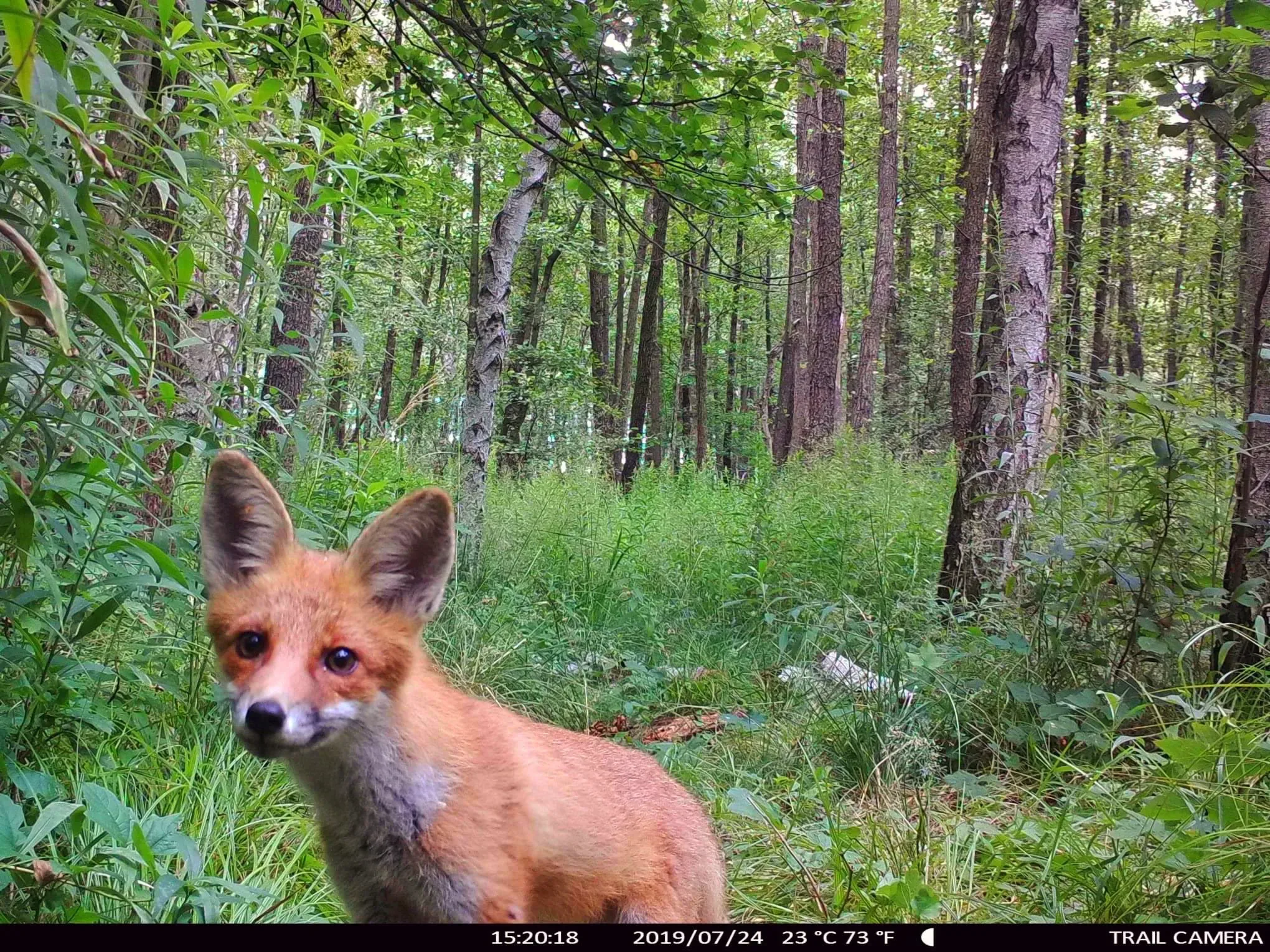fox 43