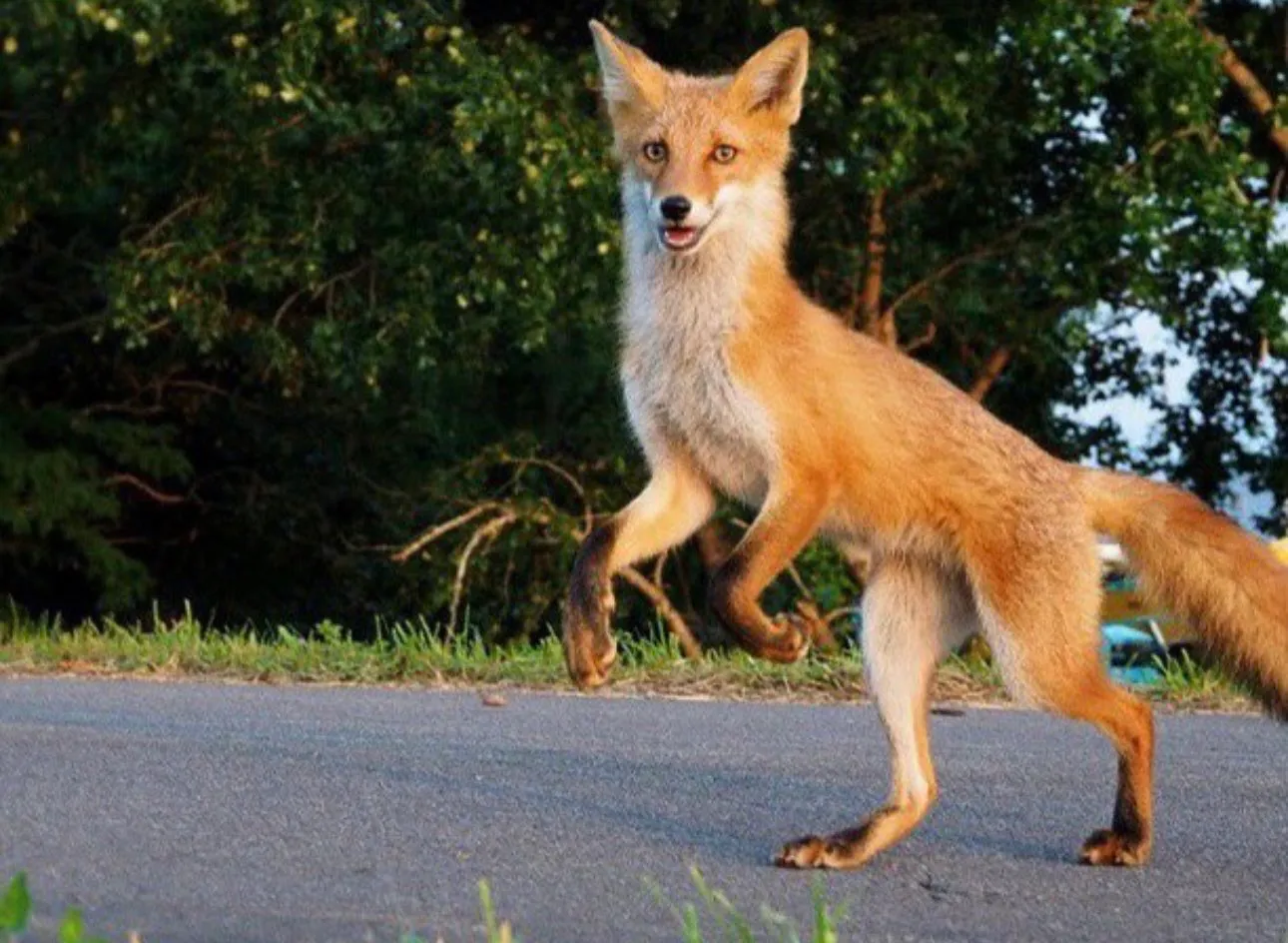 fox 44
