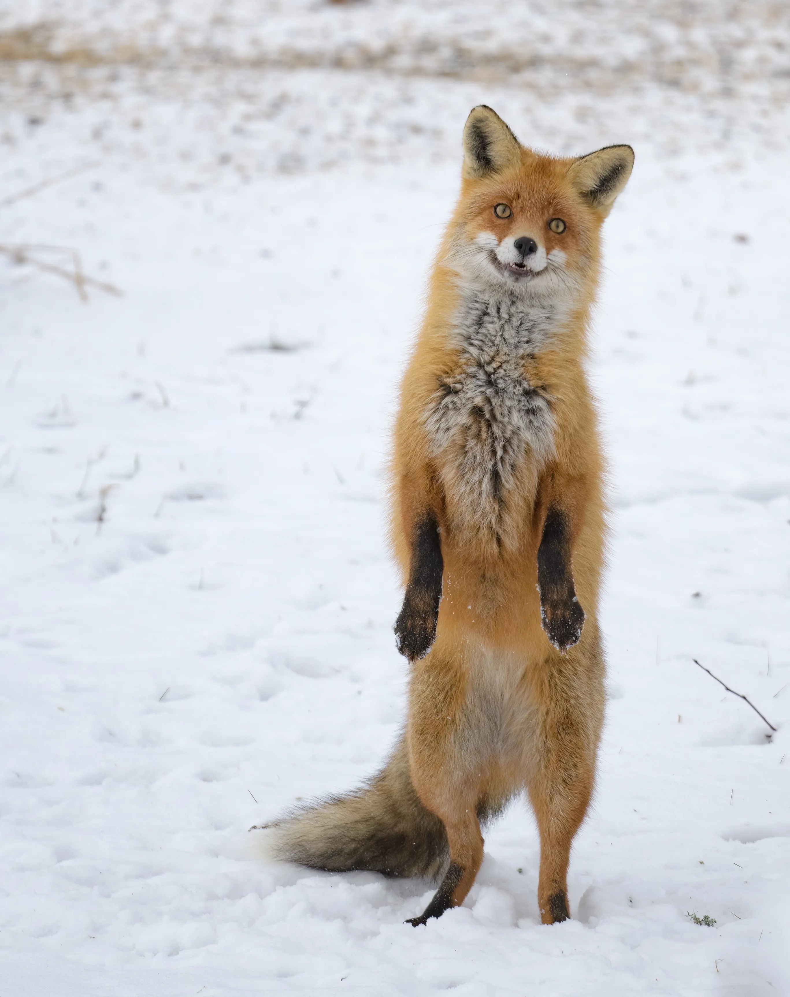 fox 45