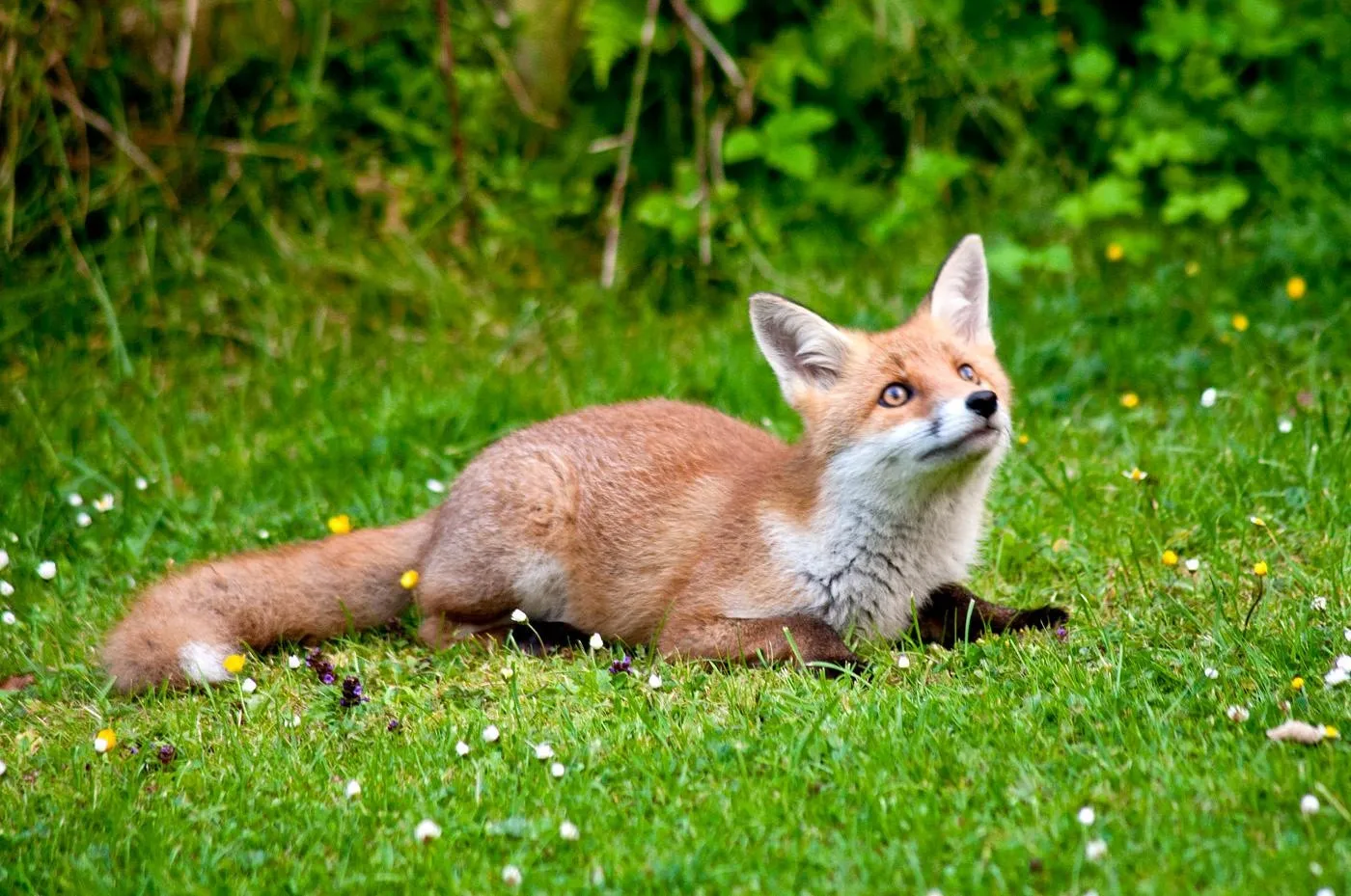 fox 46