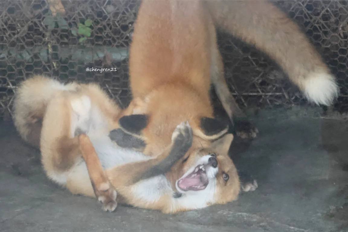 fox 48