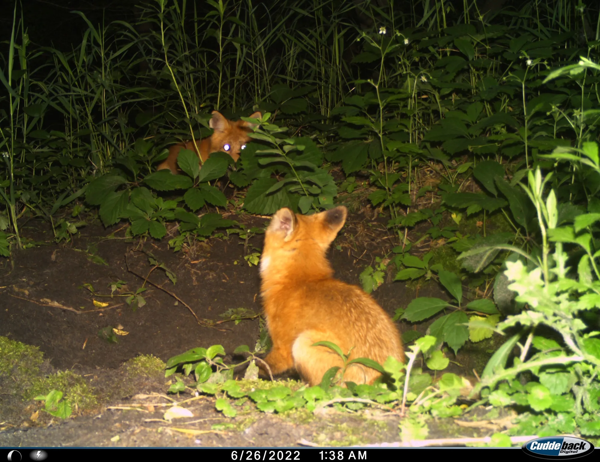 fox 49