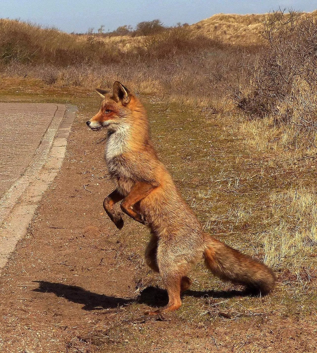 fox 50