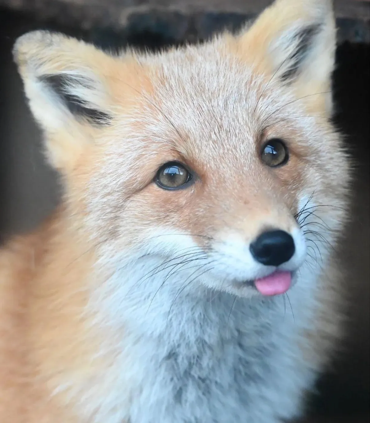 fox 51