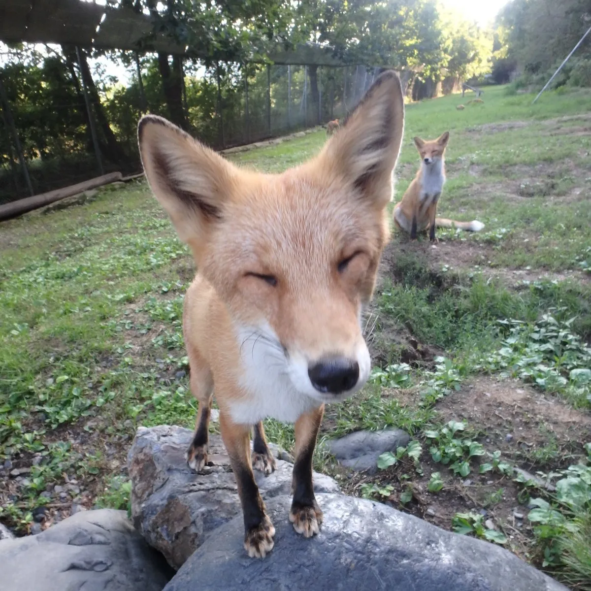 fox 52