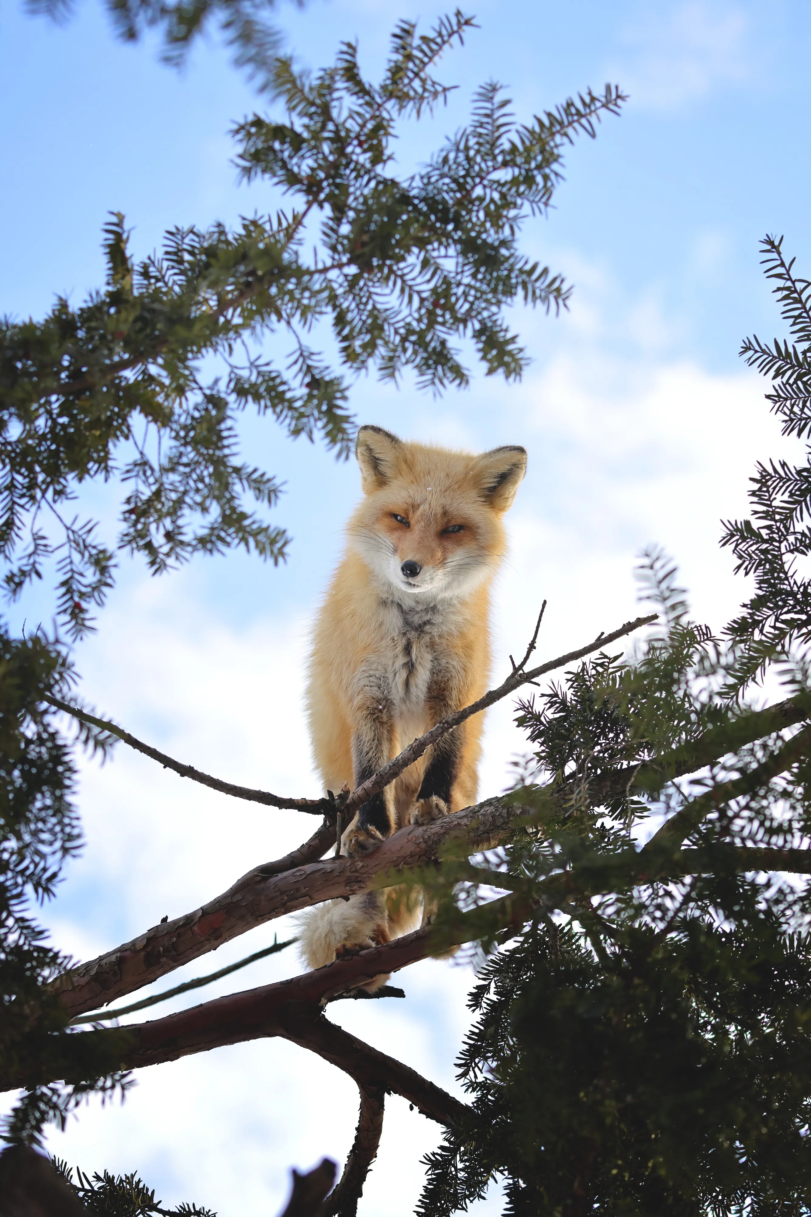 fox 54
