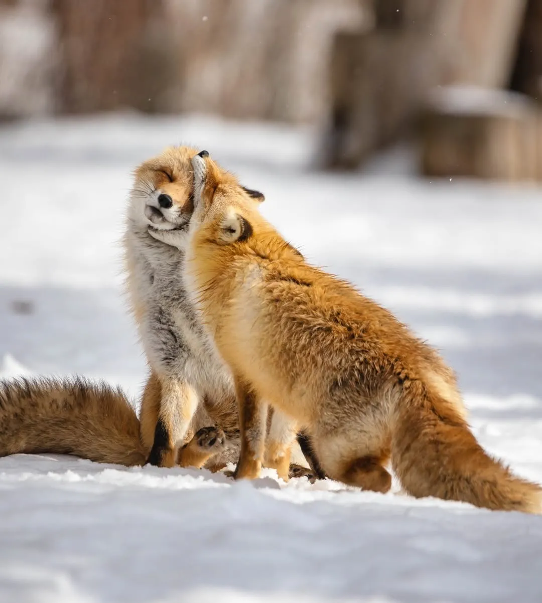 fox 55