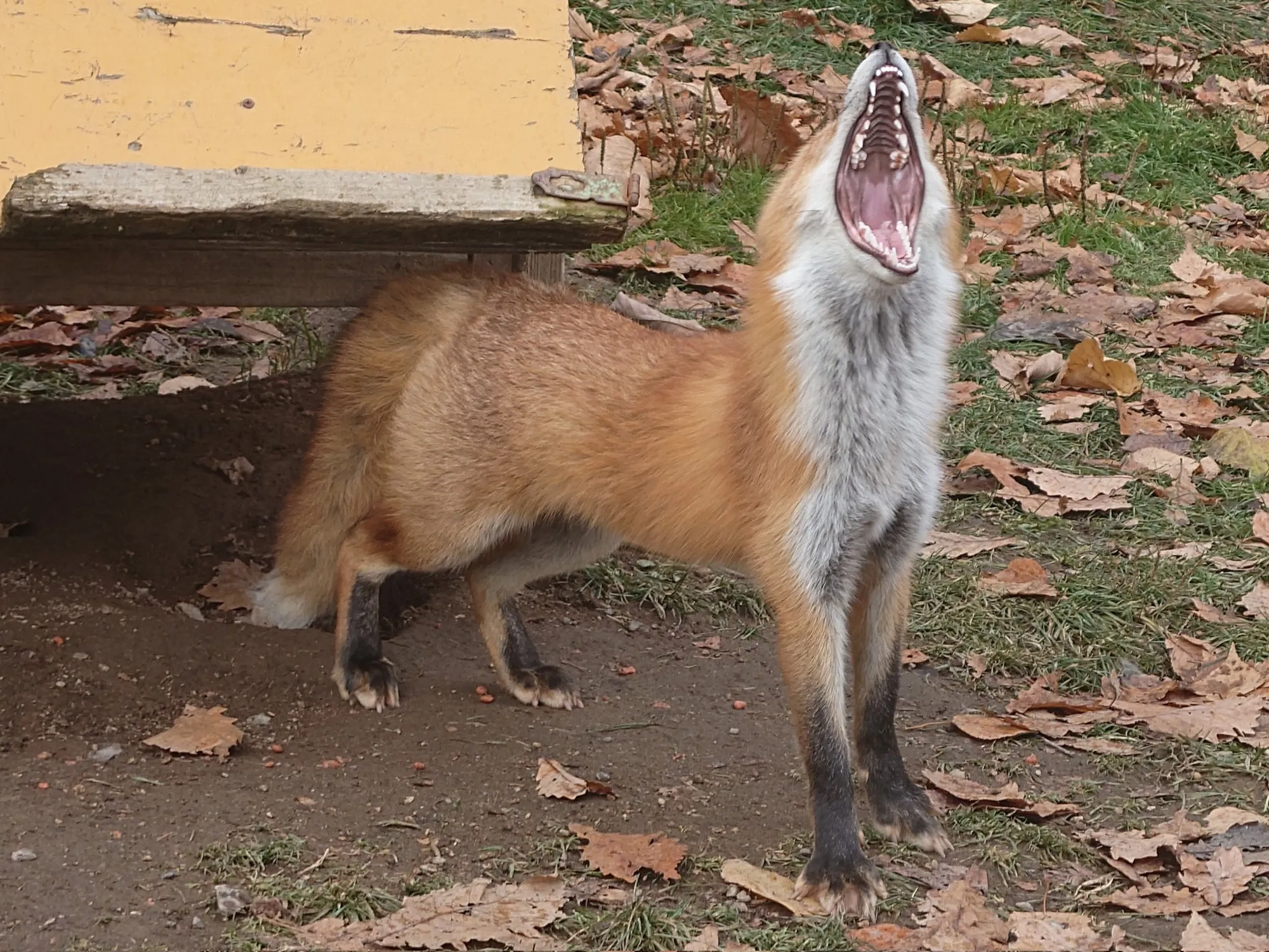 fox 56