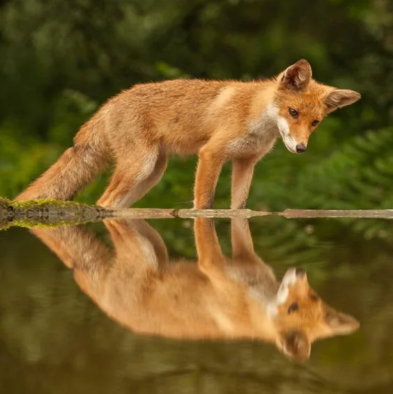 fox 58