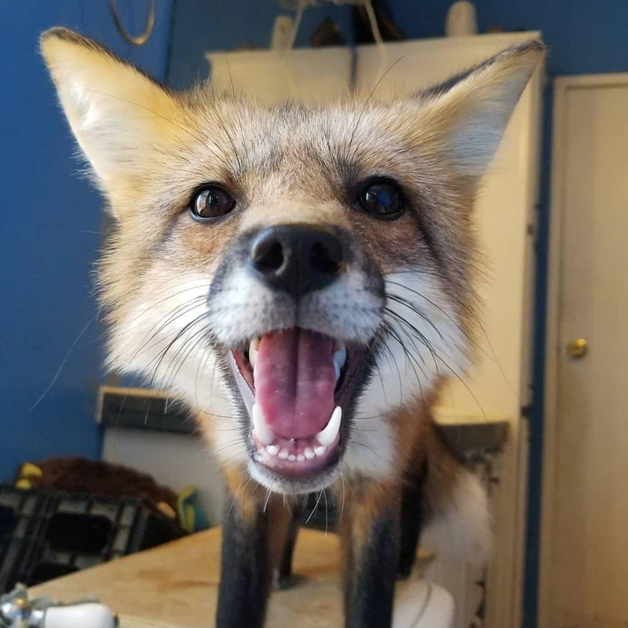 fox 59
