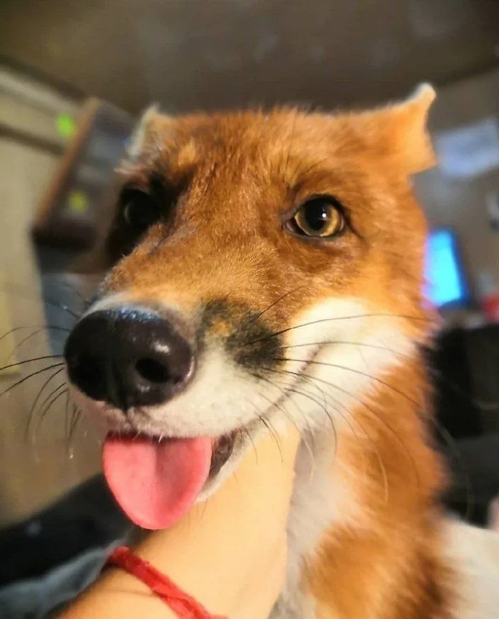 fox 64