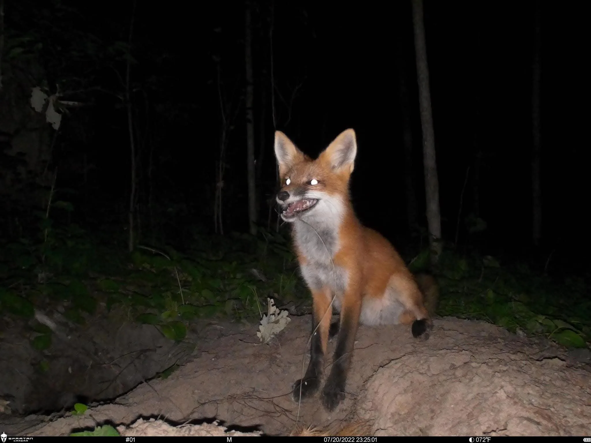 fox 65