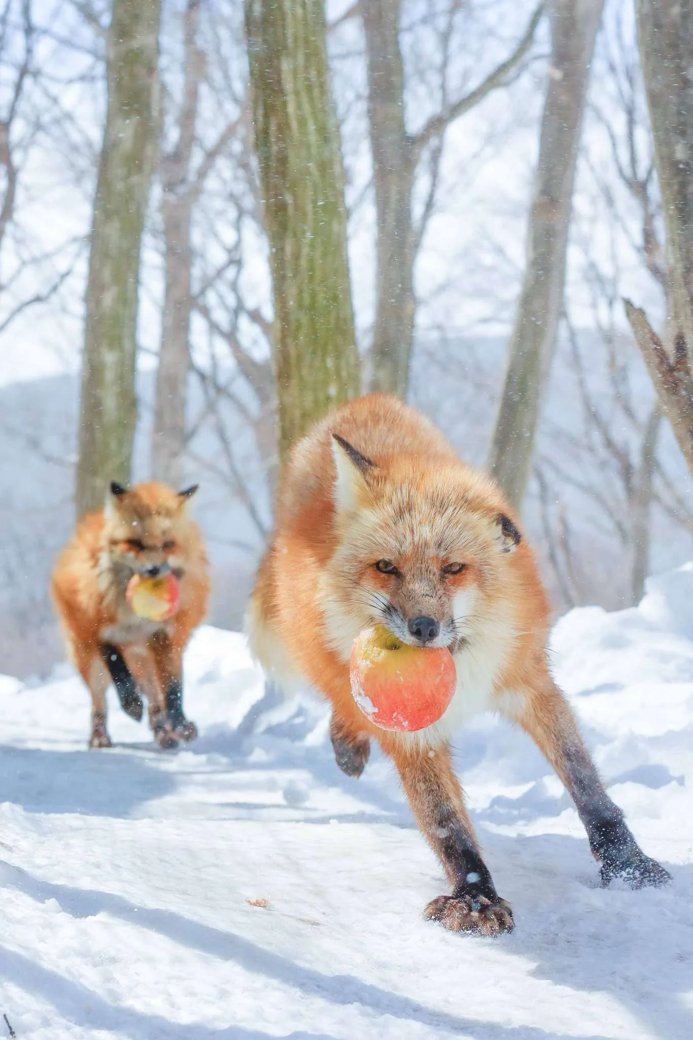 fox 66