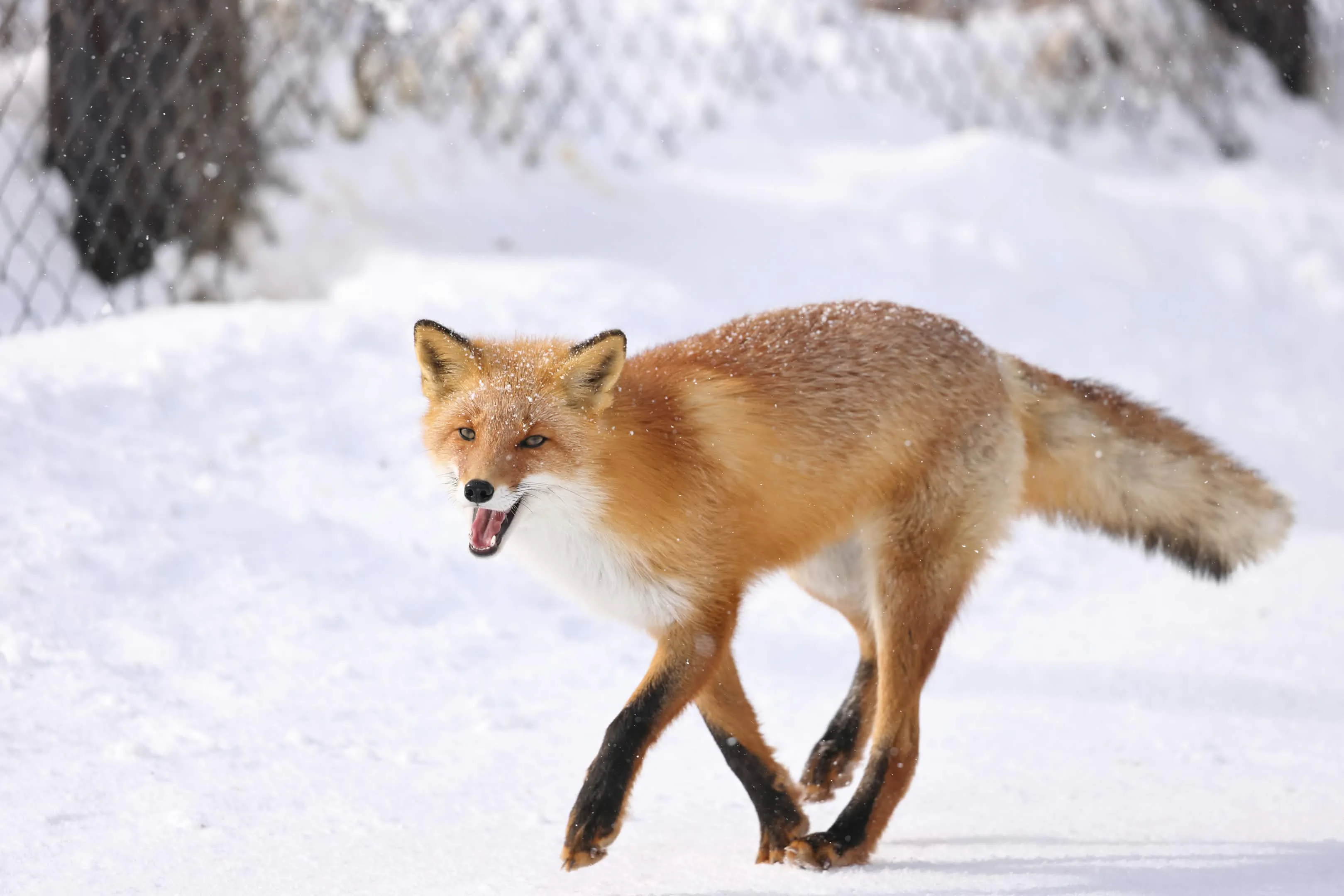 fox 67