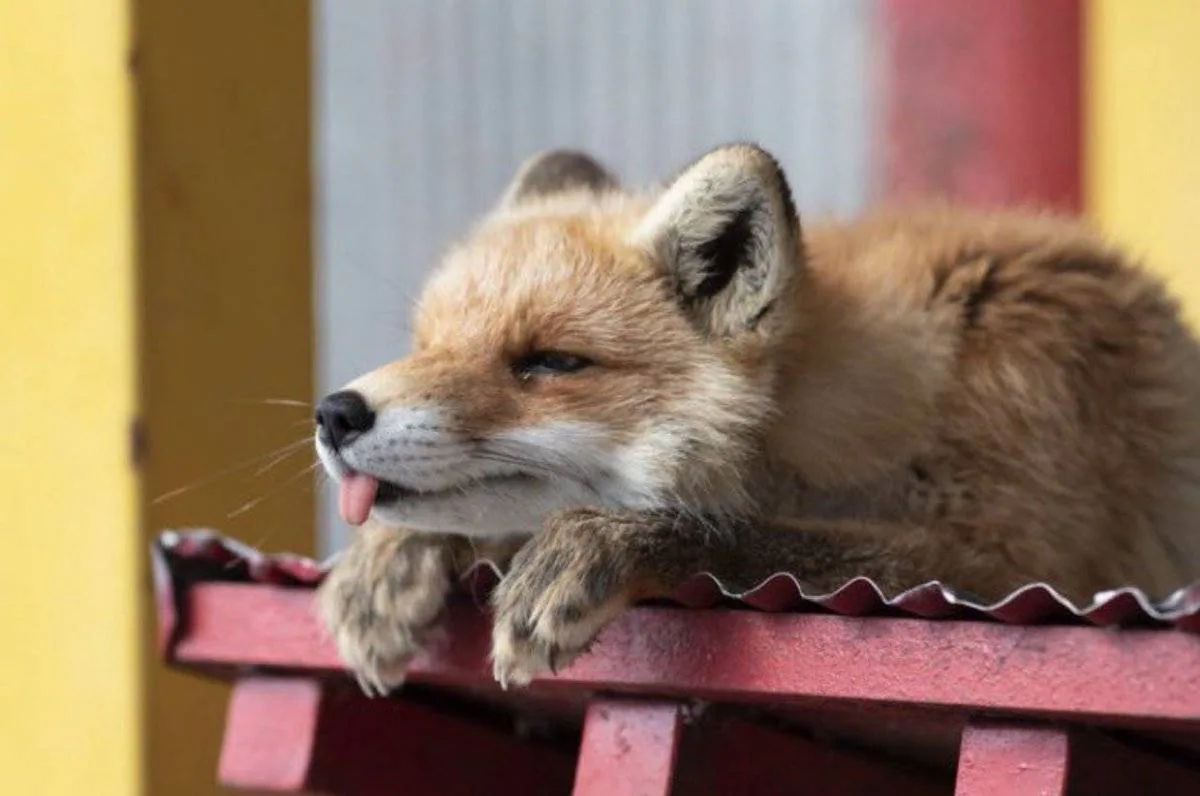 fox 69