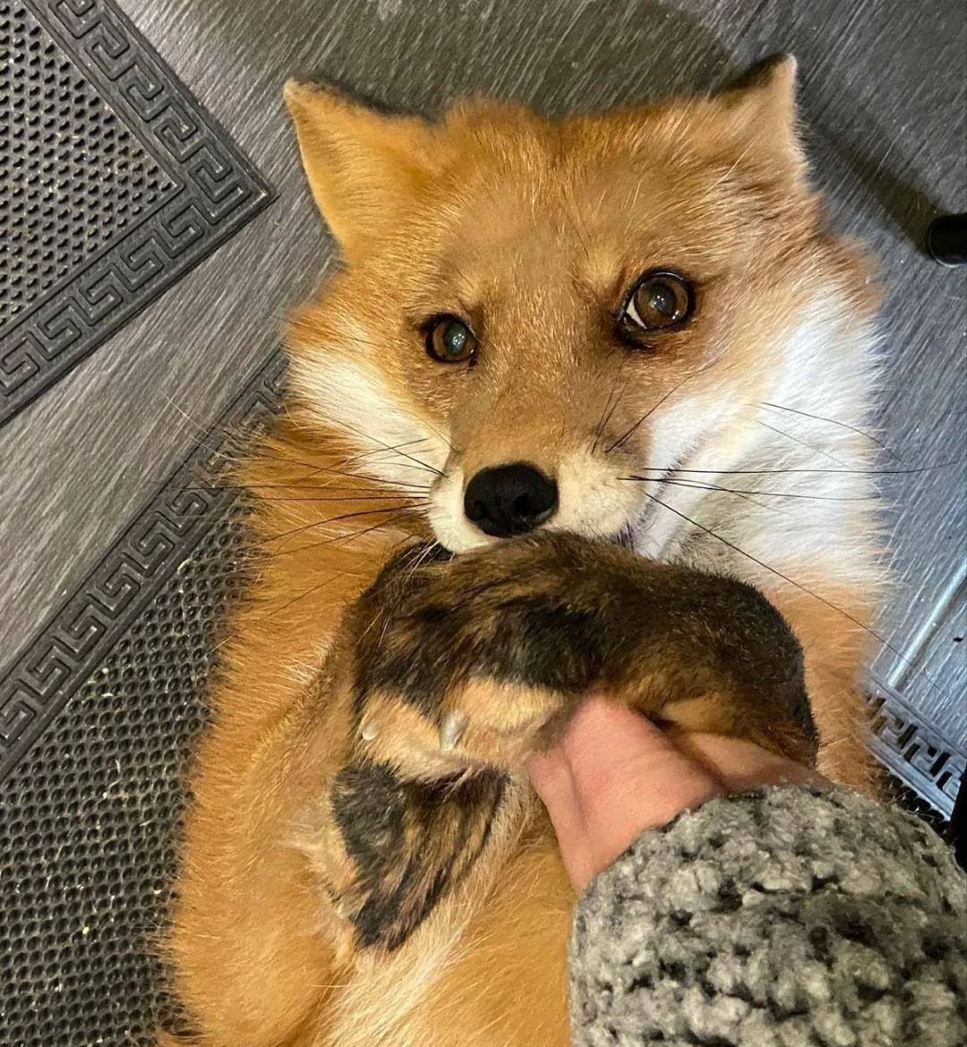 fox 7