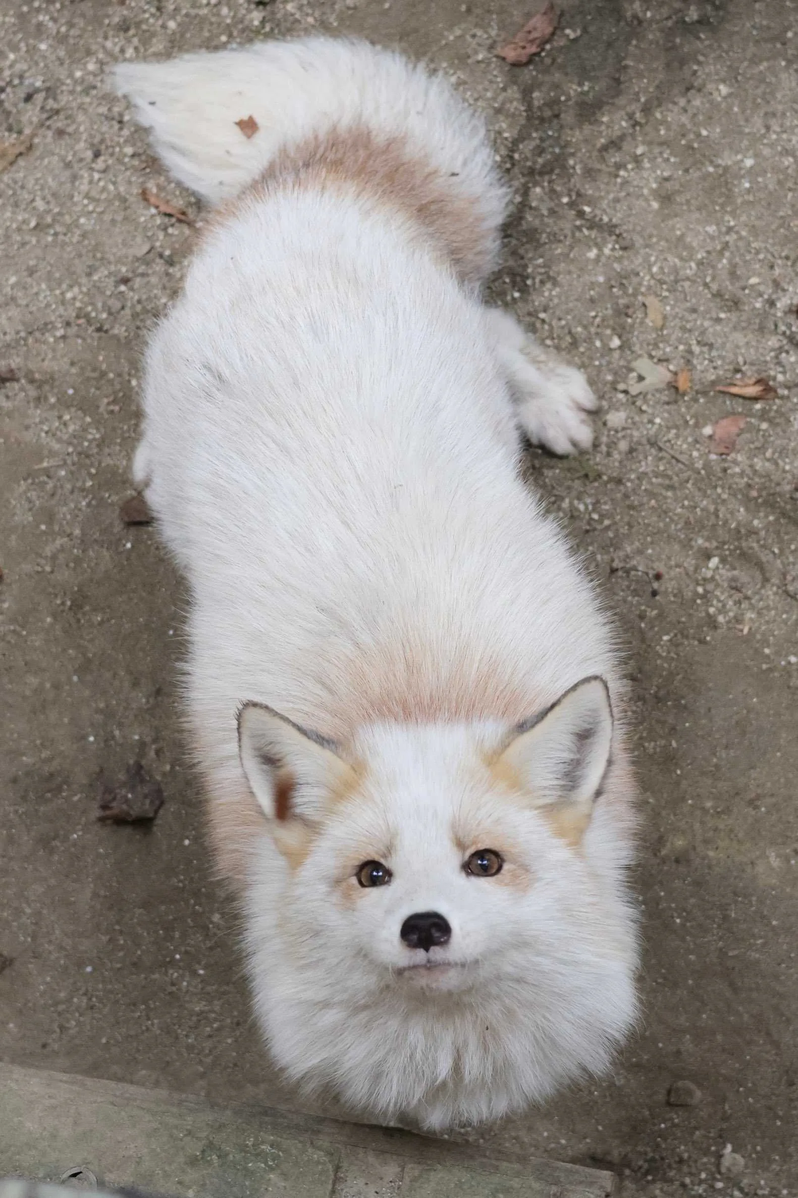 fox 71