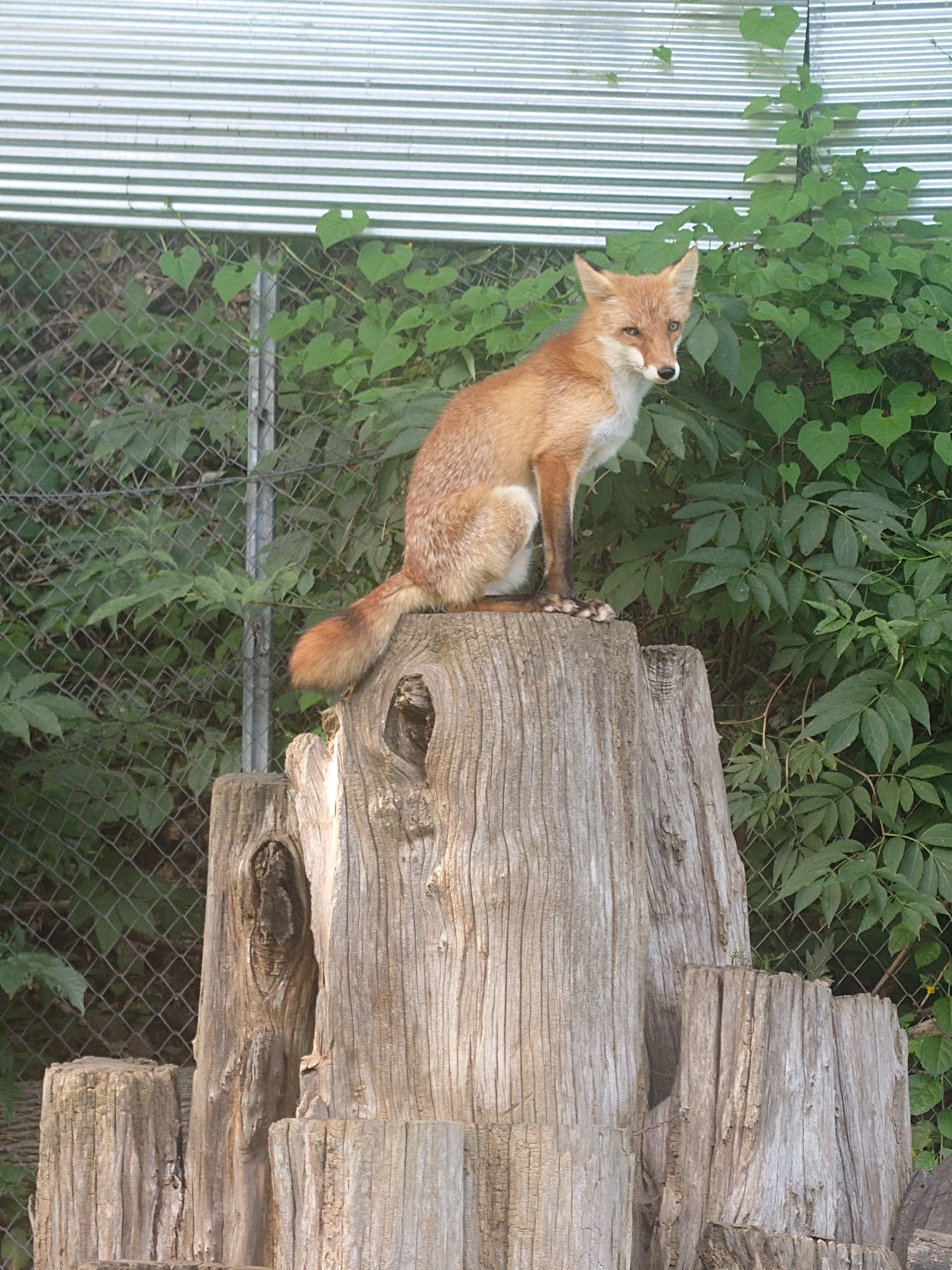 fox 72
