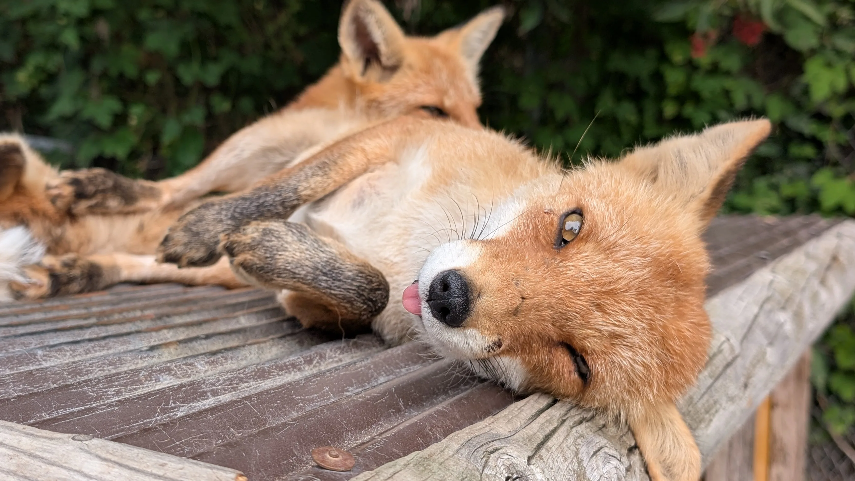 fox 73