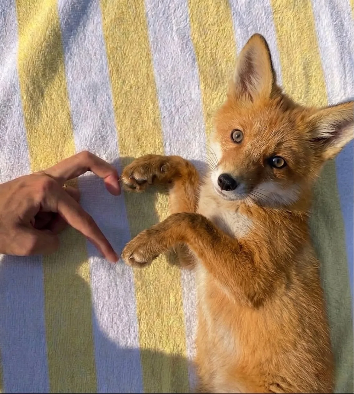 fox 75