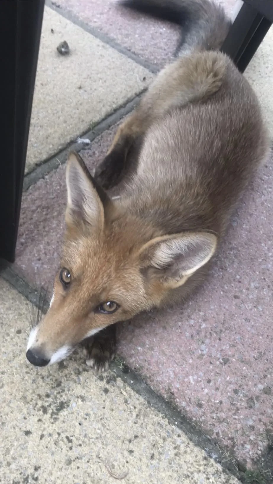fox 76
