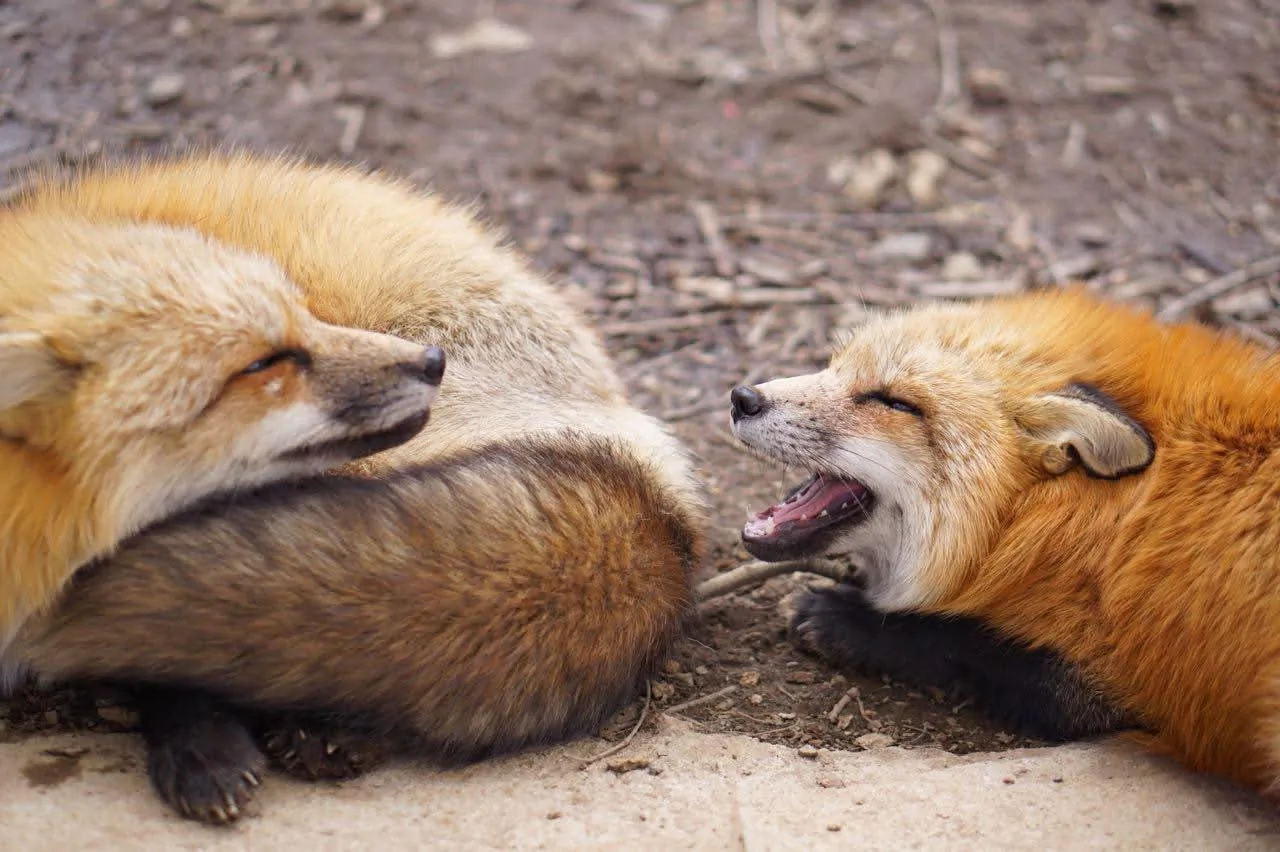 fox 77