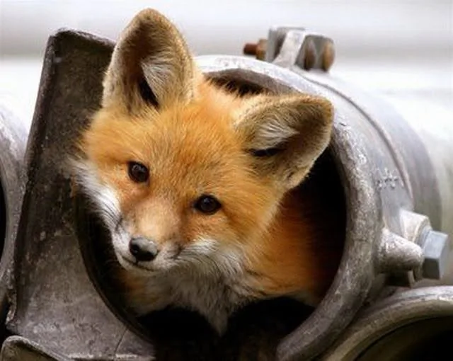 fox 78