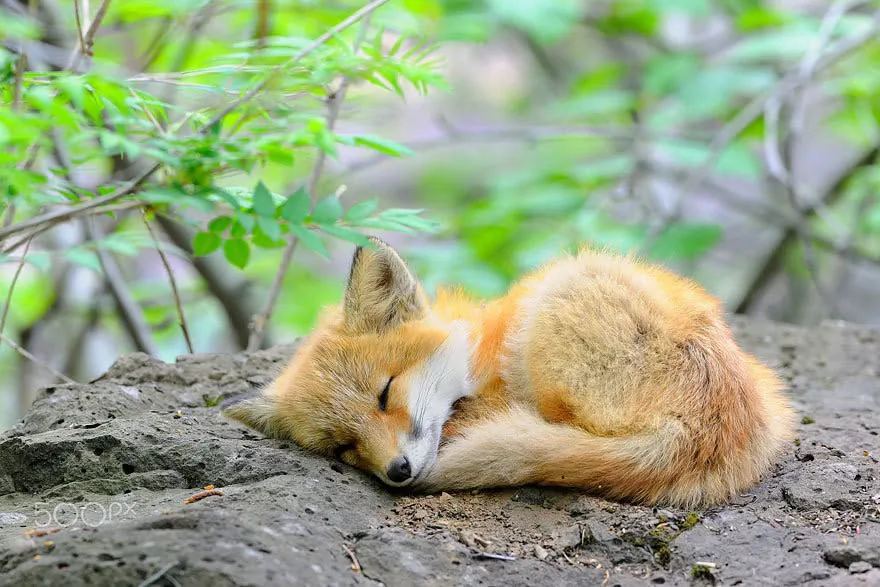 fox 79